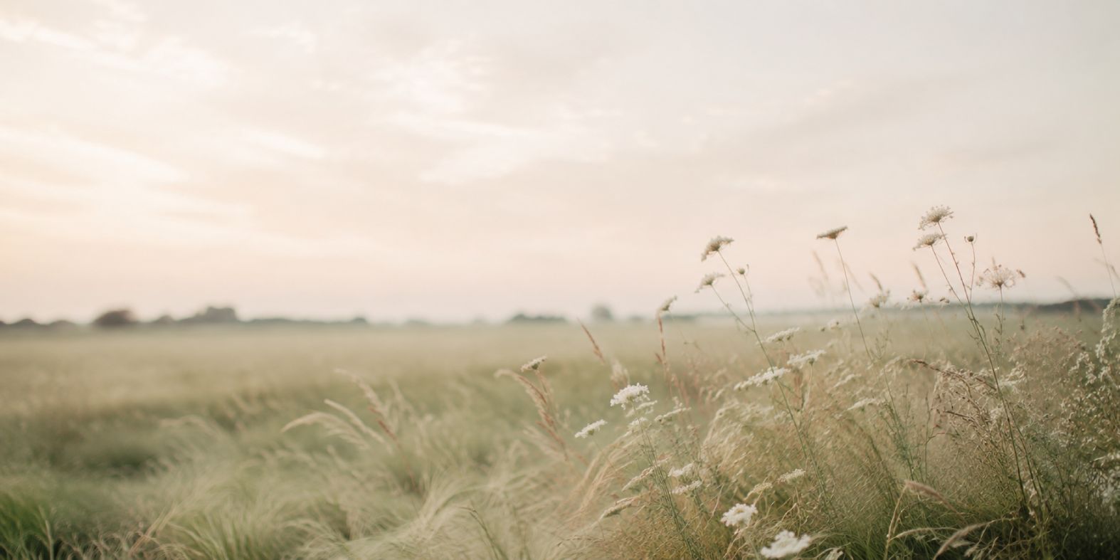 A soft-focus landscape photograph of a grassy field with wildflowers in the foreground under a pale, hazy sky.