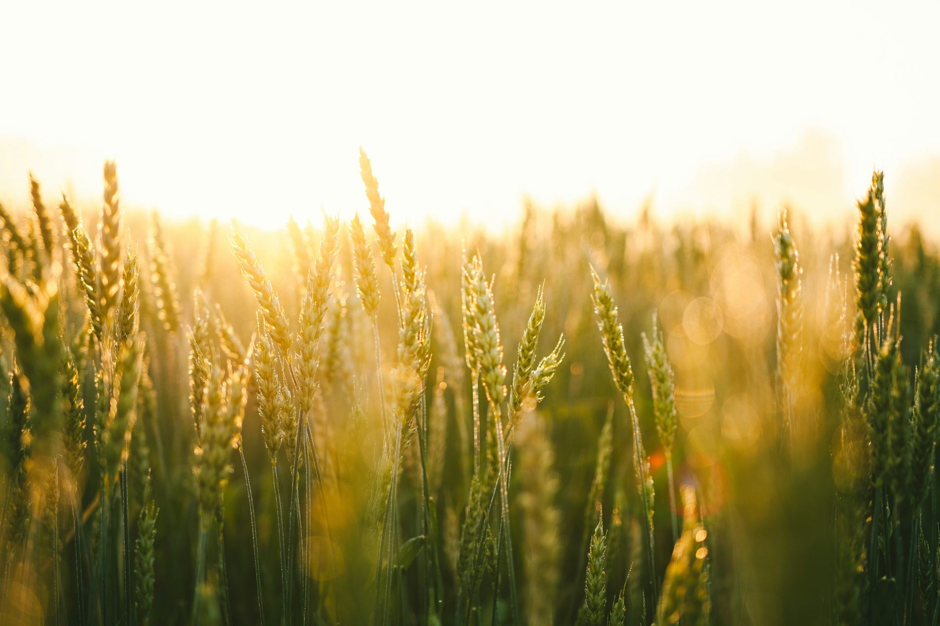 How Gratitude Draws Us Closer to God