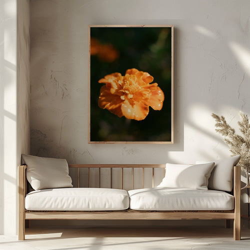 Framed Golden Marigold floral photography print displayed above a wooden bench in a bright, neutral room