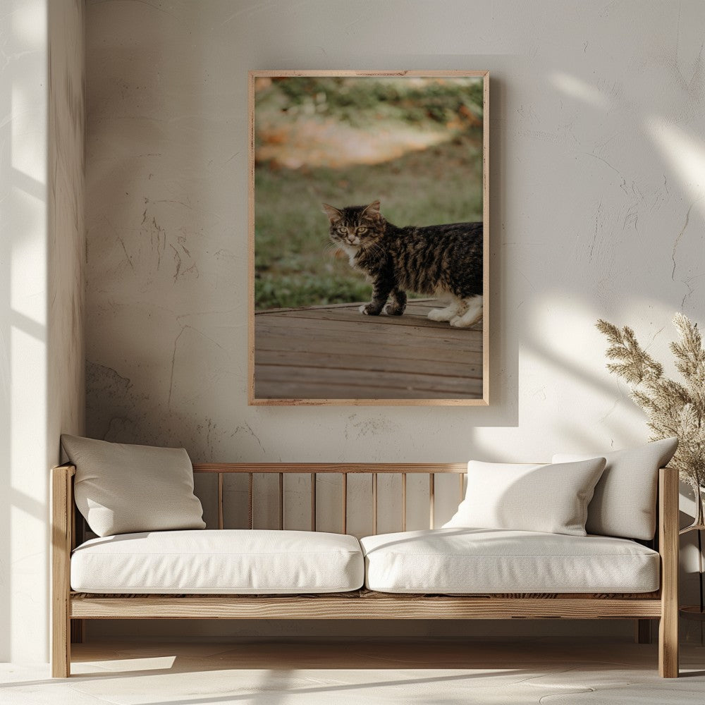 Little Explorer framed cat photography displayed on a light neutral wall above a wooden bench in a warm, natural interior