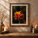 Framed Golden Ember orange and red flower photography print displayed in a warm rustic room