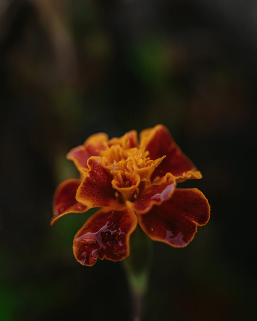 red and orange flower with darkened background