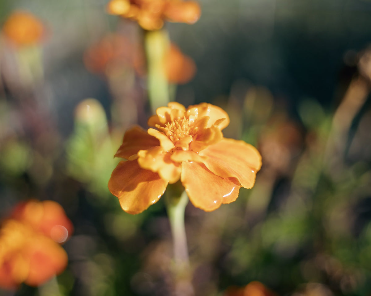 Garden Glow | Floral Photography