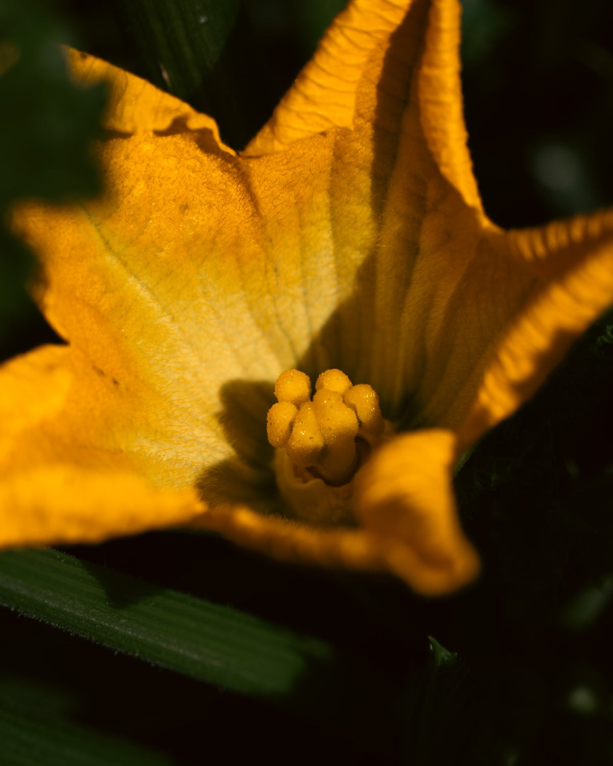 Golden Bloom | Floral Photography