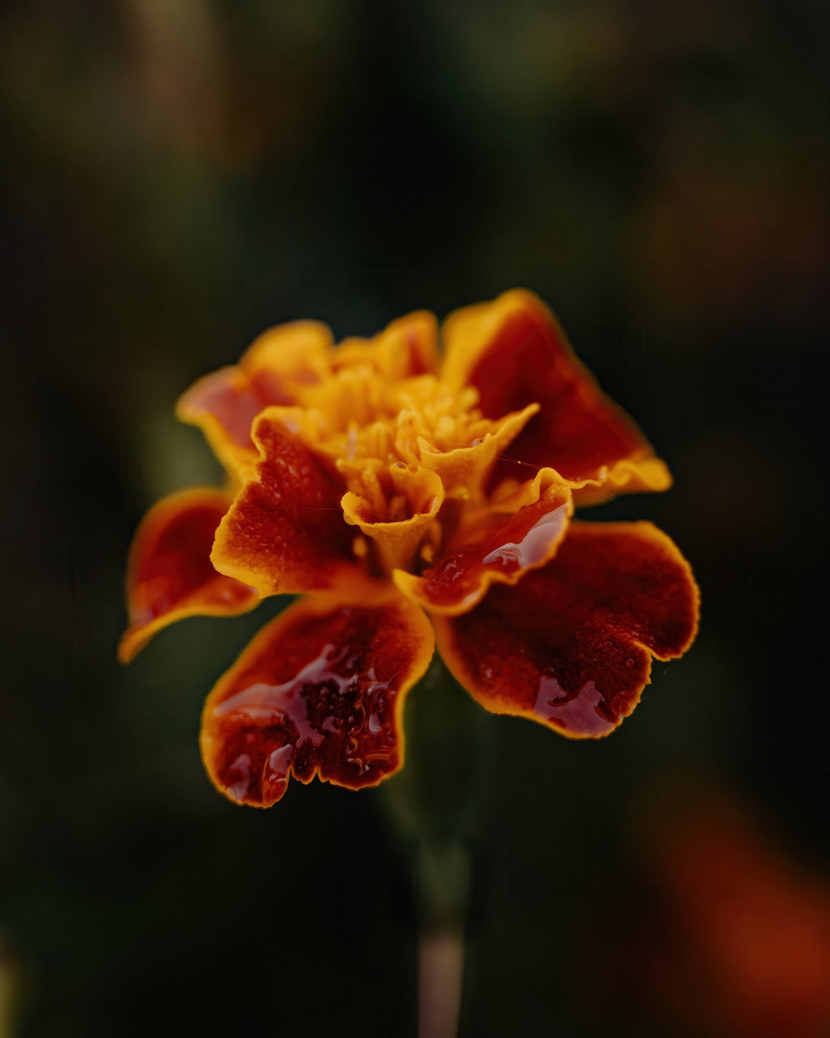 Golden Ember | Floral Photography