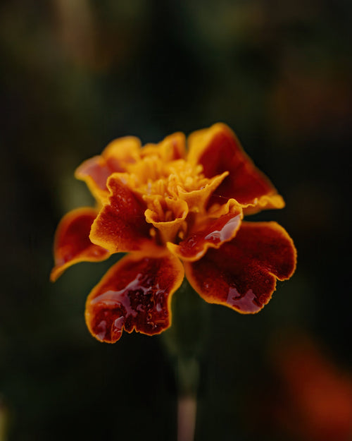 Golden Ember orange and red flower photographed against a dark blurred background