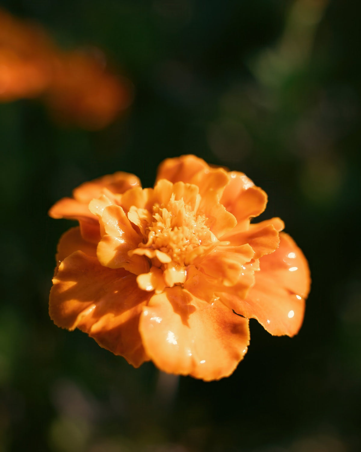 Golden Marigold | Floral Photography