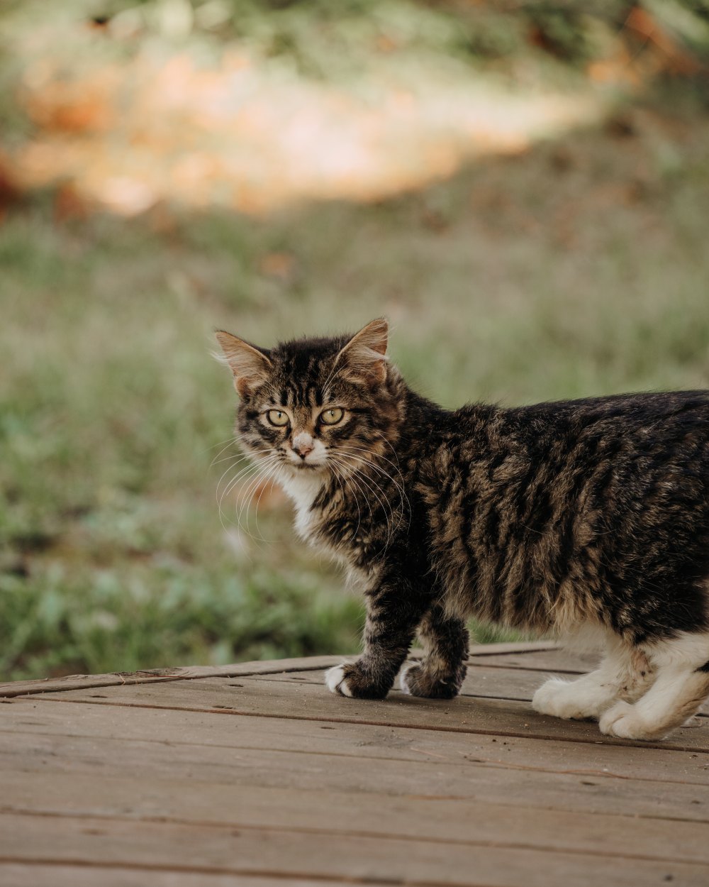 Little Explorer | Animal Photography