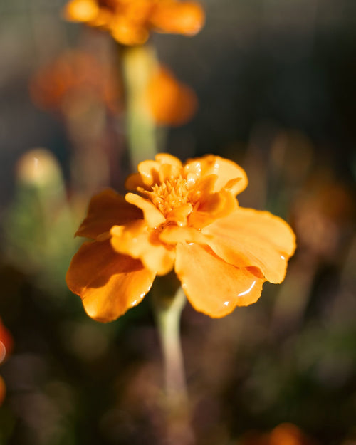 Close-up photograph of a glowing golden-orange flower with water droplets on its petals, surrounded by soft blurred foliage and warm orange bokeh.