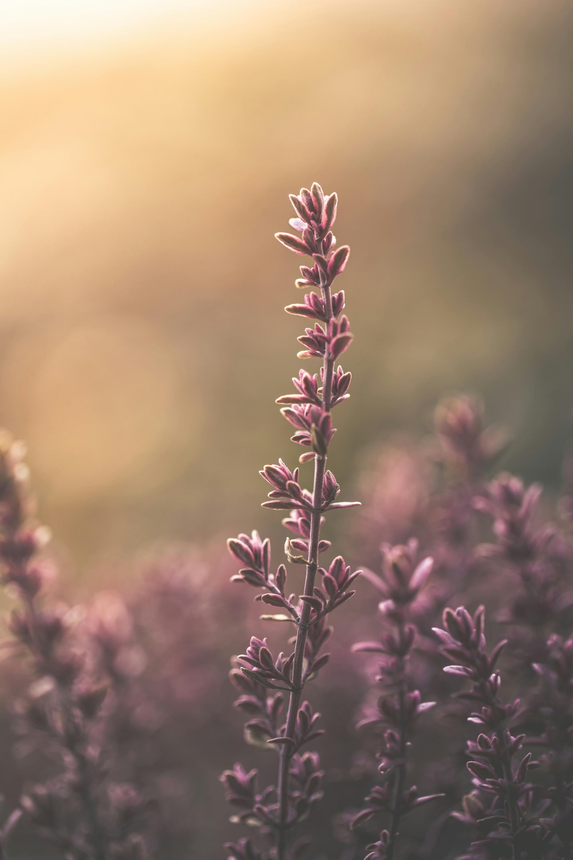 Purple flowering plant with a blurred, warm-toned background